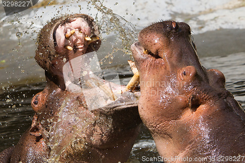 Image of Two fighting hippos (Hippopotamus amphibius)