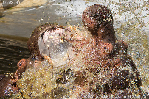 Image of Two fighting hippos (Hippopotamus amphibius)