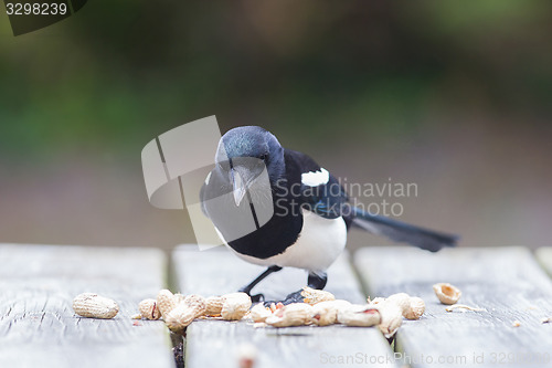 Image of European Magpie (pica pica)