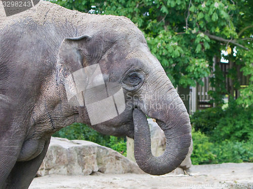 Image of Closeup of anin a zoo