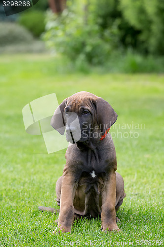 Image of young puppy of Fila Brasileiro (Brazilian Mastiff)