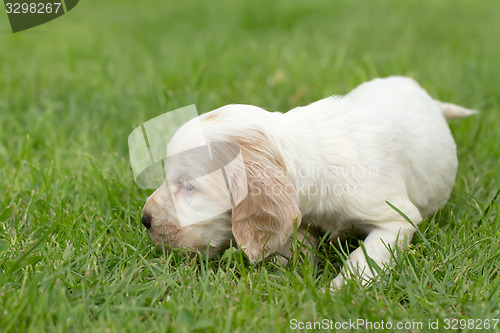 Image of Looking English Cocker Spaniel puppy