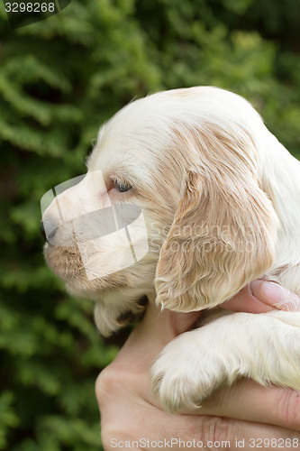 Image of Looking English Cocker Spaniel puppy