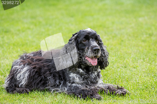 Image of outdoor portrait of lying english cocker spaniel