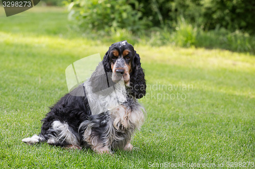 Image of outdoor portrait of sitting english cocker spaniel