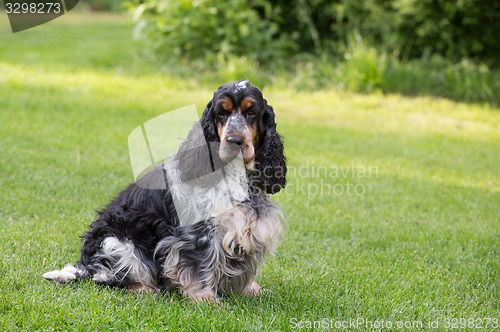 Image of outdoor portrait of sitting english cocker spaniel