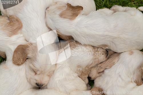 Image of family of lying English Cocker Spaniel puppy