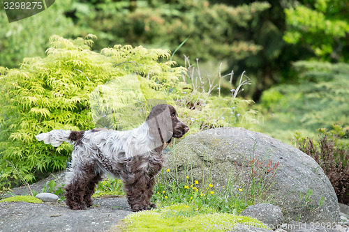 Image of outdoor portrait of english cocker spaniel