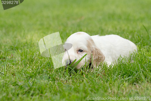 Image of Looking English Cocker Spaniel puppy