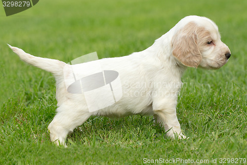 Image of Looking English Cocker Spaniel puppy