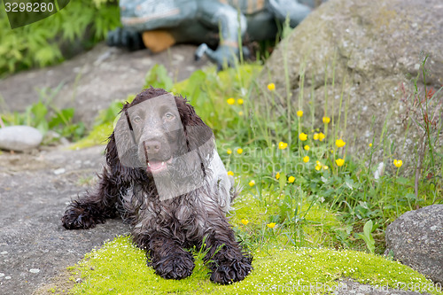 Image of outdoor portrait of lying english cocker spaniel