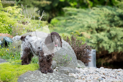 Image of outdoor portrait of english cocker spaniel