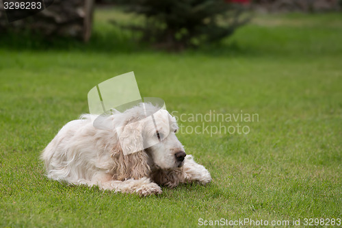 Image of outdoor portrait of lying english cocker spaniel