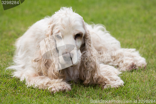 Image of outdoor portrait of lying english cocker spaniel