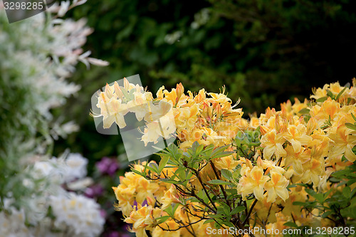 Image of Yellow azalea, Rhododendron bush in blossom