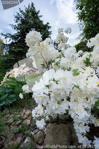 Image of Beautiful spring garden design with rhododendron