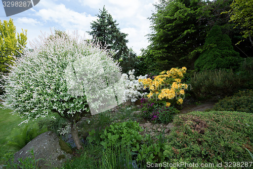 Image of Beautiful spring garden design with rhododendron