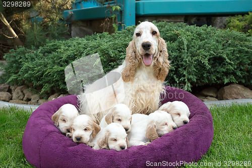 Image of family of lying English Cocker Spaniel puppy