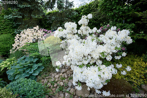 Image of Beautiful spring garden design with rhododendron