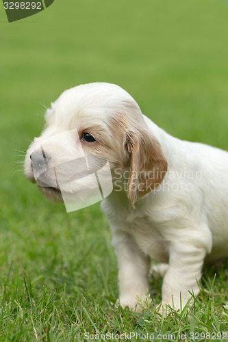 Image of Looking English Cocker Spaniel puppy