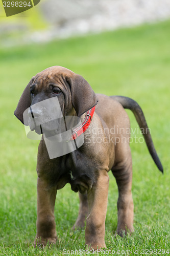 Image of young puppy of Fila Brasileiro (Brazilian Mastiff)