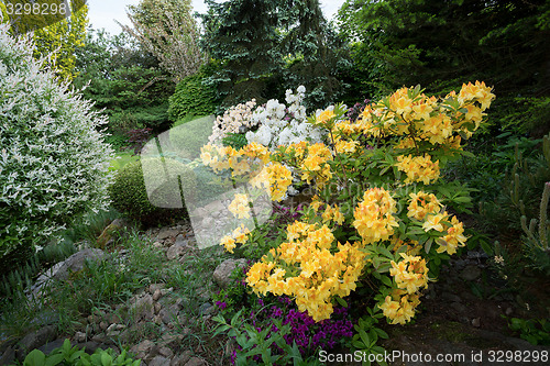 Image of Beautiful spring garden design with rhododendron