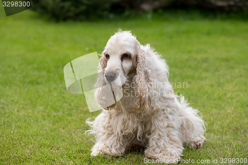 Image of outdoor portrait of lying english cocker spaniel