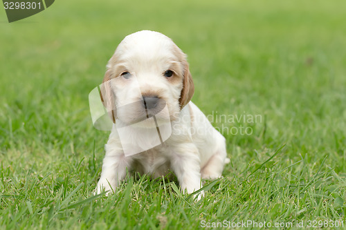 Image of Looking English Cocker Spaniel puppy