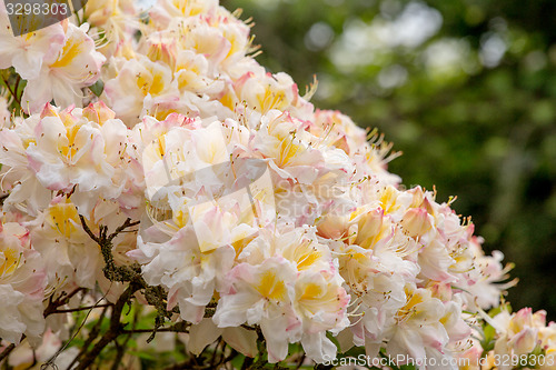 Image of White azalea, Rhododendron bush in blossom