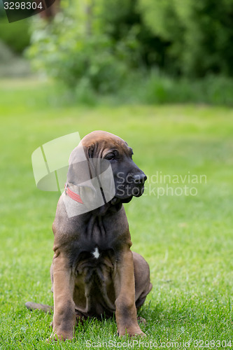Image of young puppy of Fila Brasileiro (Brazilian Mastiff)