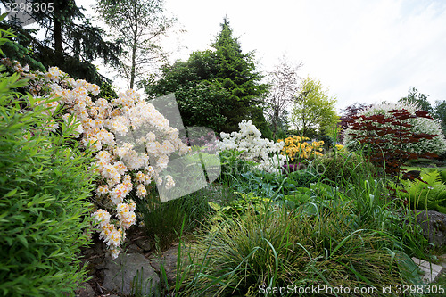 Image of Beautiful spring garden design with rhododendron