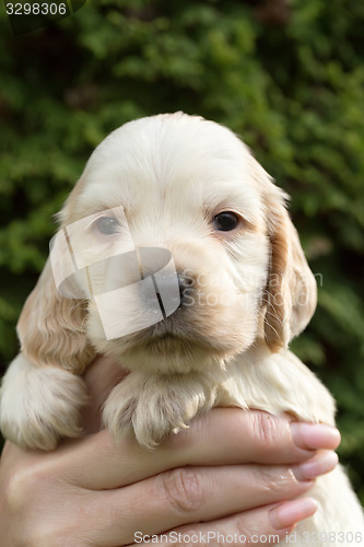 Image of Looking English Cocker Spaniel puppy