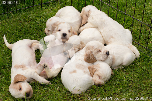 Image of family of lying English Cocker Spaniel puppy