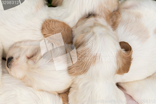 Image of family of lying English Cocker Spaniel puppy