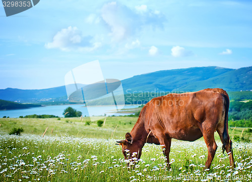 Image of caws in field