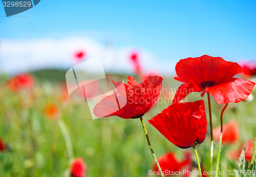 Image of poppy field