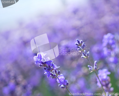 Image of lavender