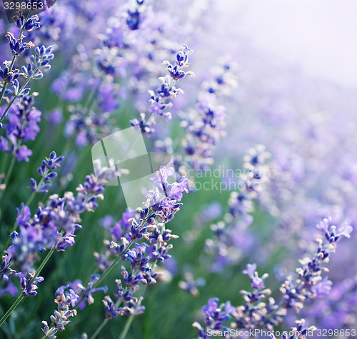 Image of lavender