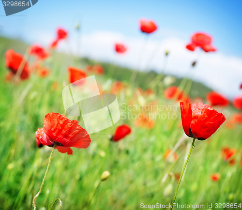 Image of poppy field