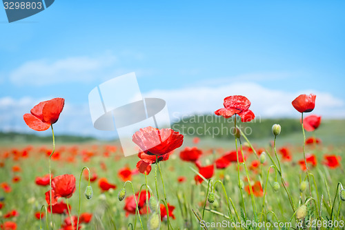 Image of poppy field