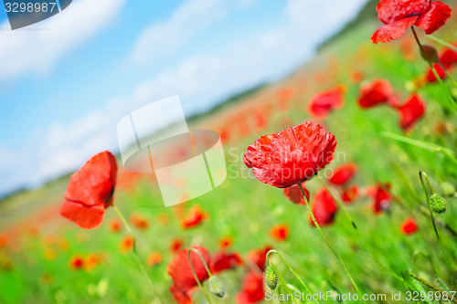 Image of poppy field