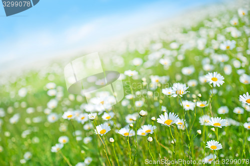 Image of flowers