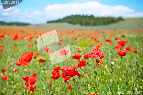 Image of poppy field