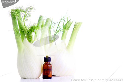 Image of fennel essential oil