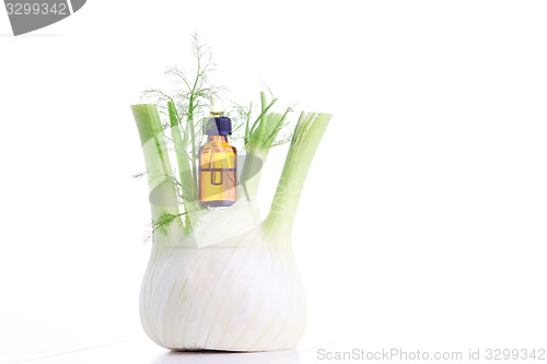 Image of fennel essential oil