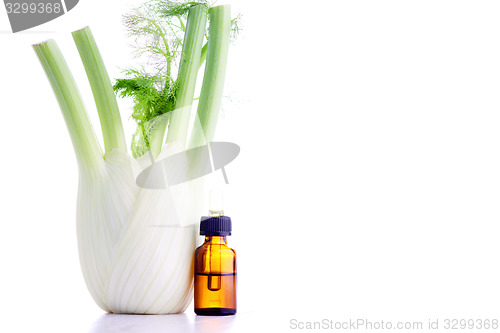 Image of fennel essential oil