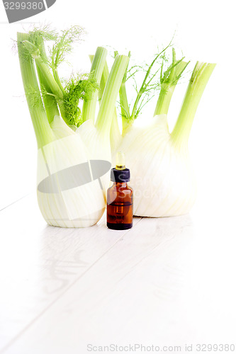 Image of fennel essential oil