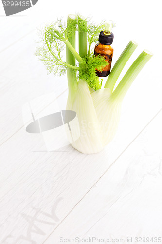 Image of fennel essential oil