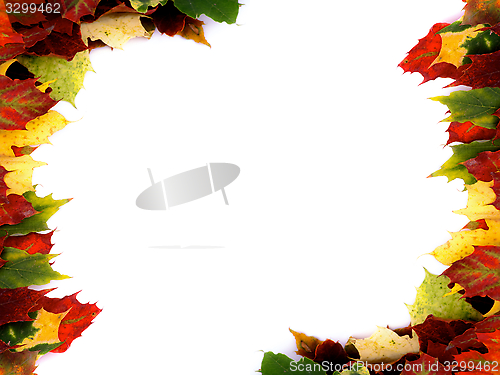 Image of Borders of Maple Leaf