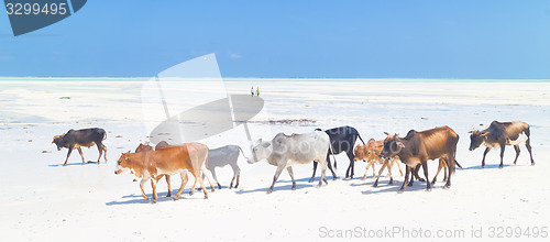 Image of Cattle on Paje beach, Zanzibar.